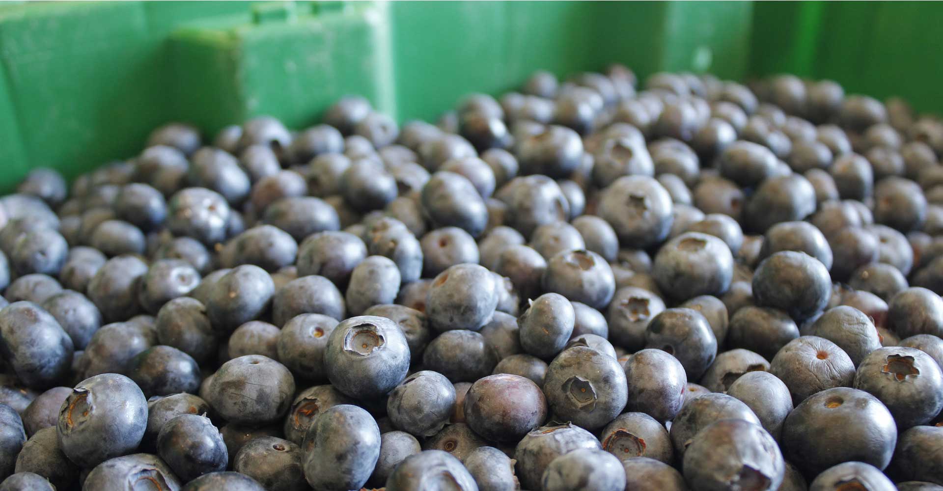 Fruit Without Fear: Embracing Natural Inoculation