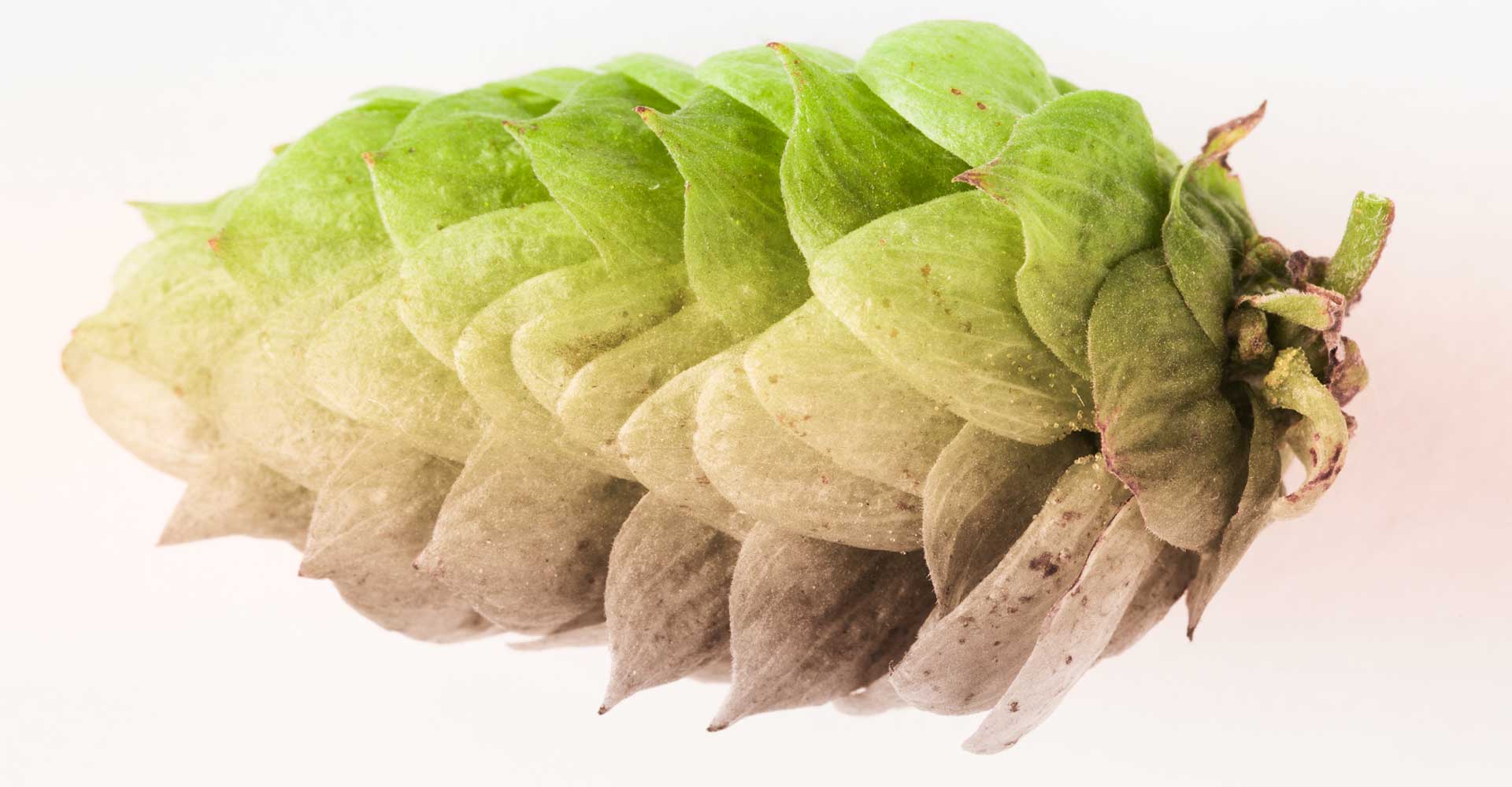 Flavor Fever: Cracking the Freshness Code