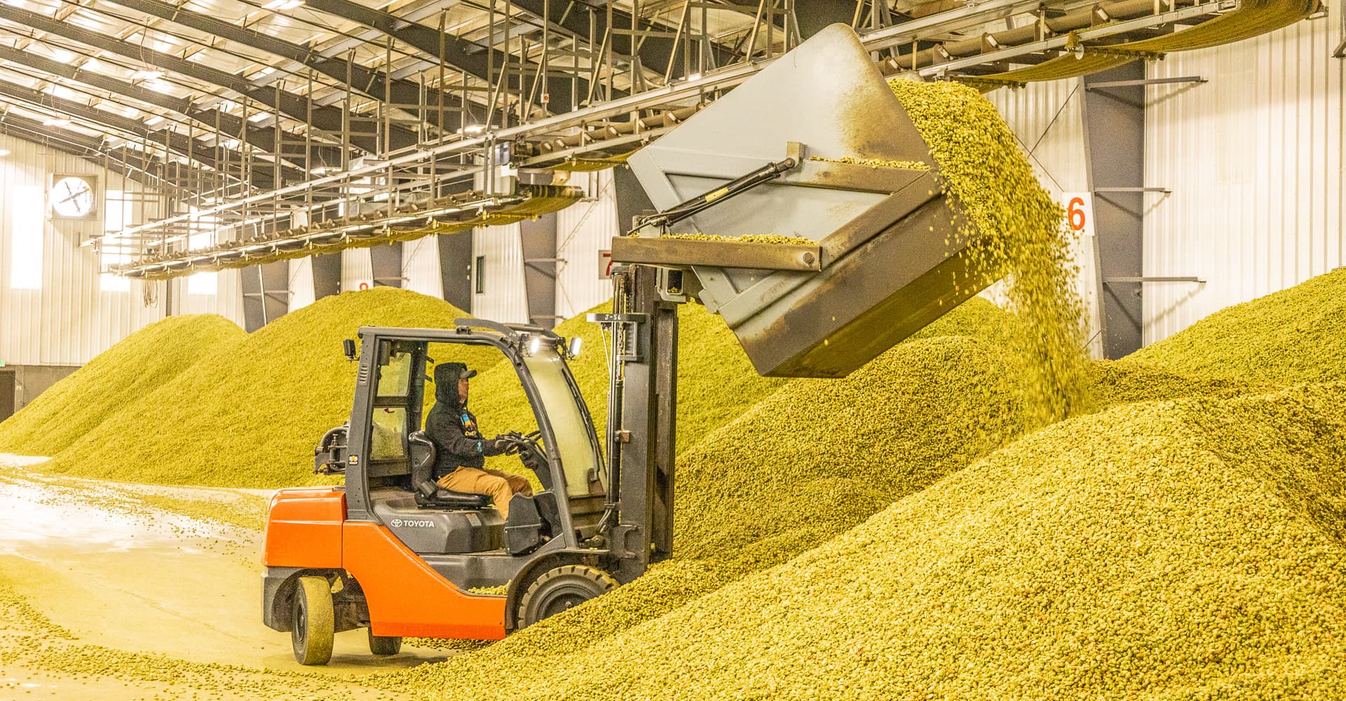 Podcast Episode 314: Pinthouse, Cloudburst, and Single Hill Join for a Fresh-Hop Brewing Roundtable