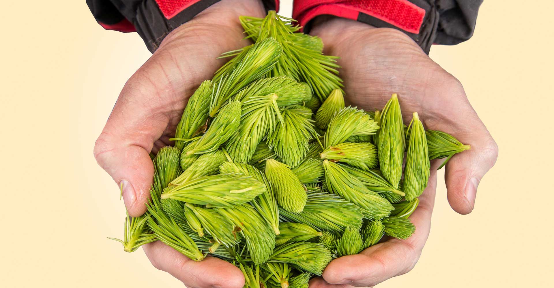 Recipe: De Garde Première with Spruce