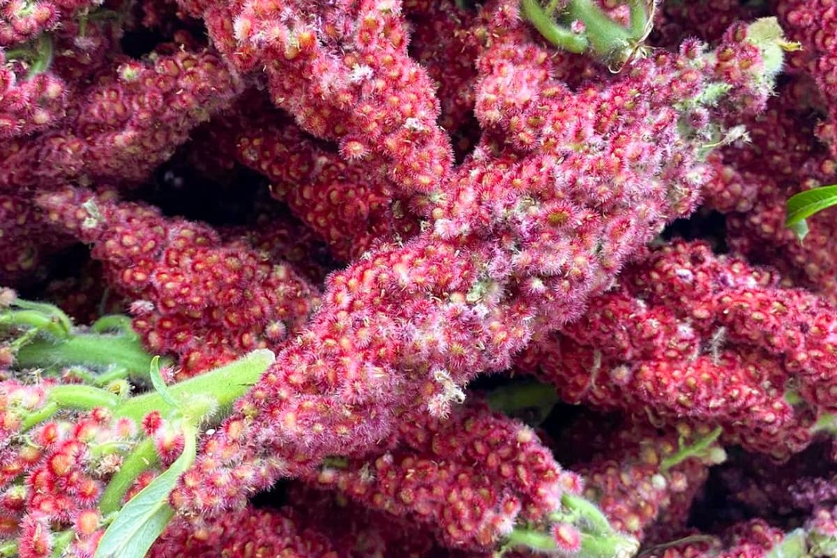 Recipe: Wunderkammer Sumac Wheat
