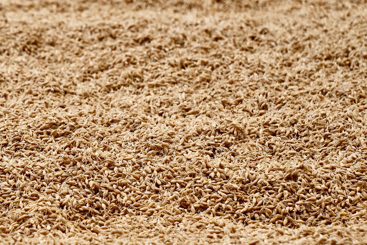 From Barleycorn to Beer: The Maltster’s Magic Trick
