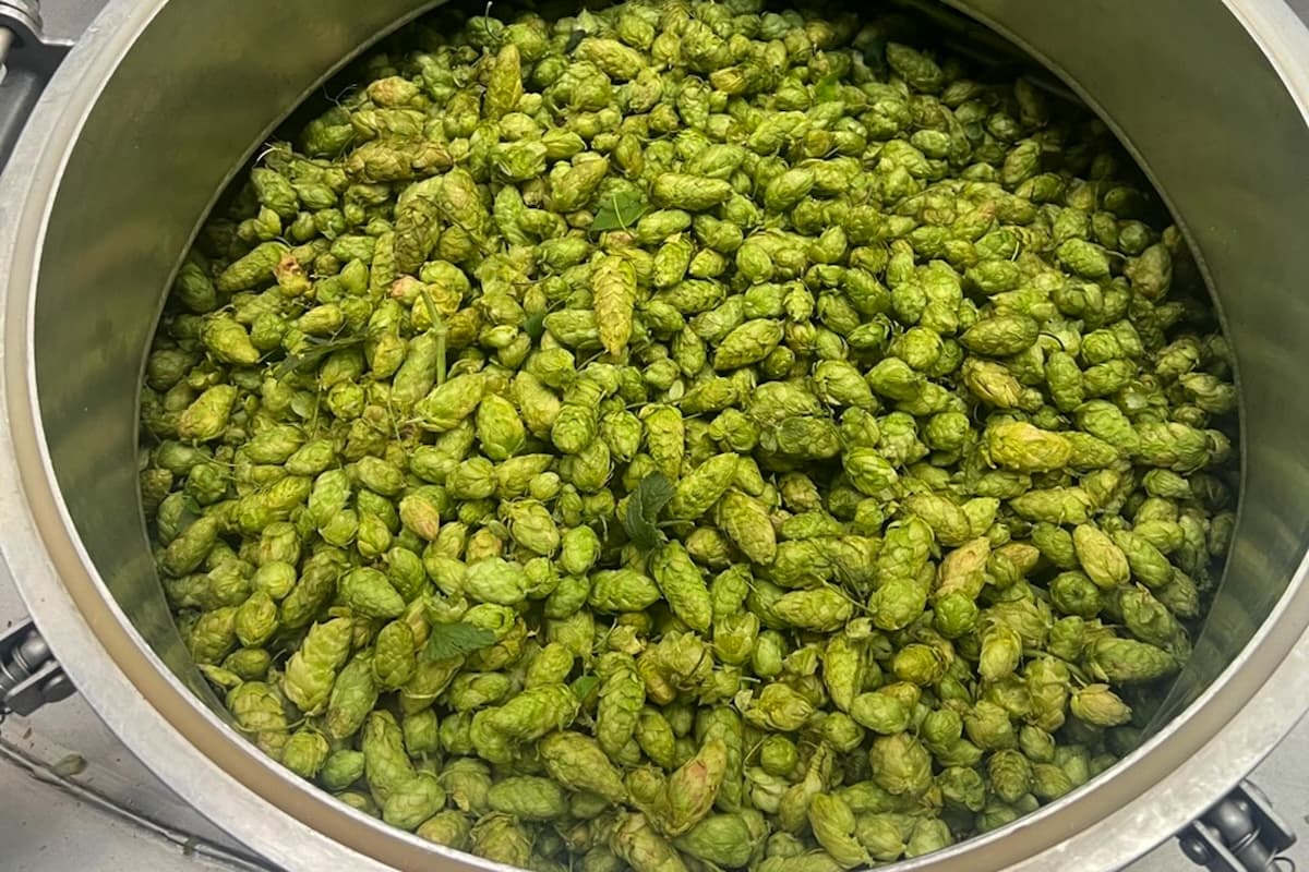 Recipe: Ruse Fresh-Hopped Collective Questions