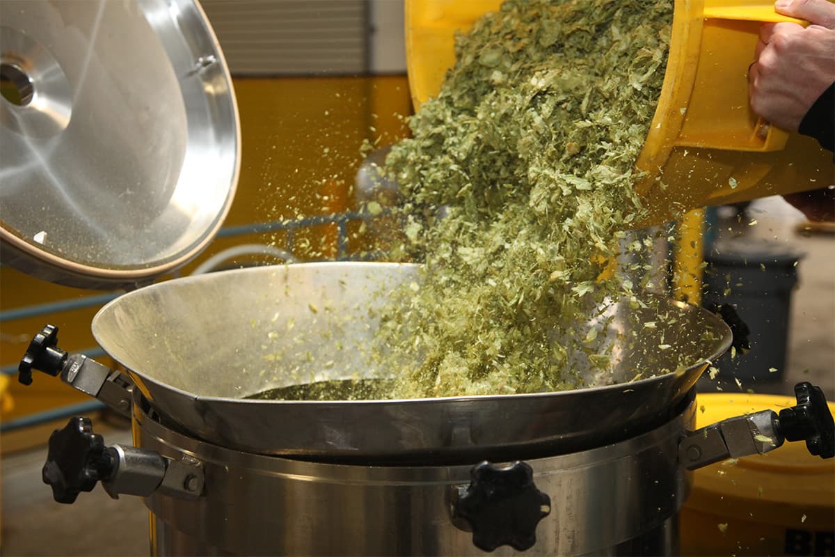 Brewing an Annual Comfort: Celebration Fresh Hop IPA