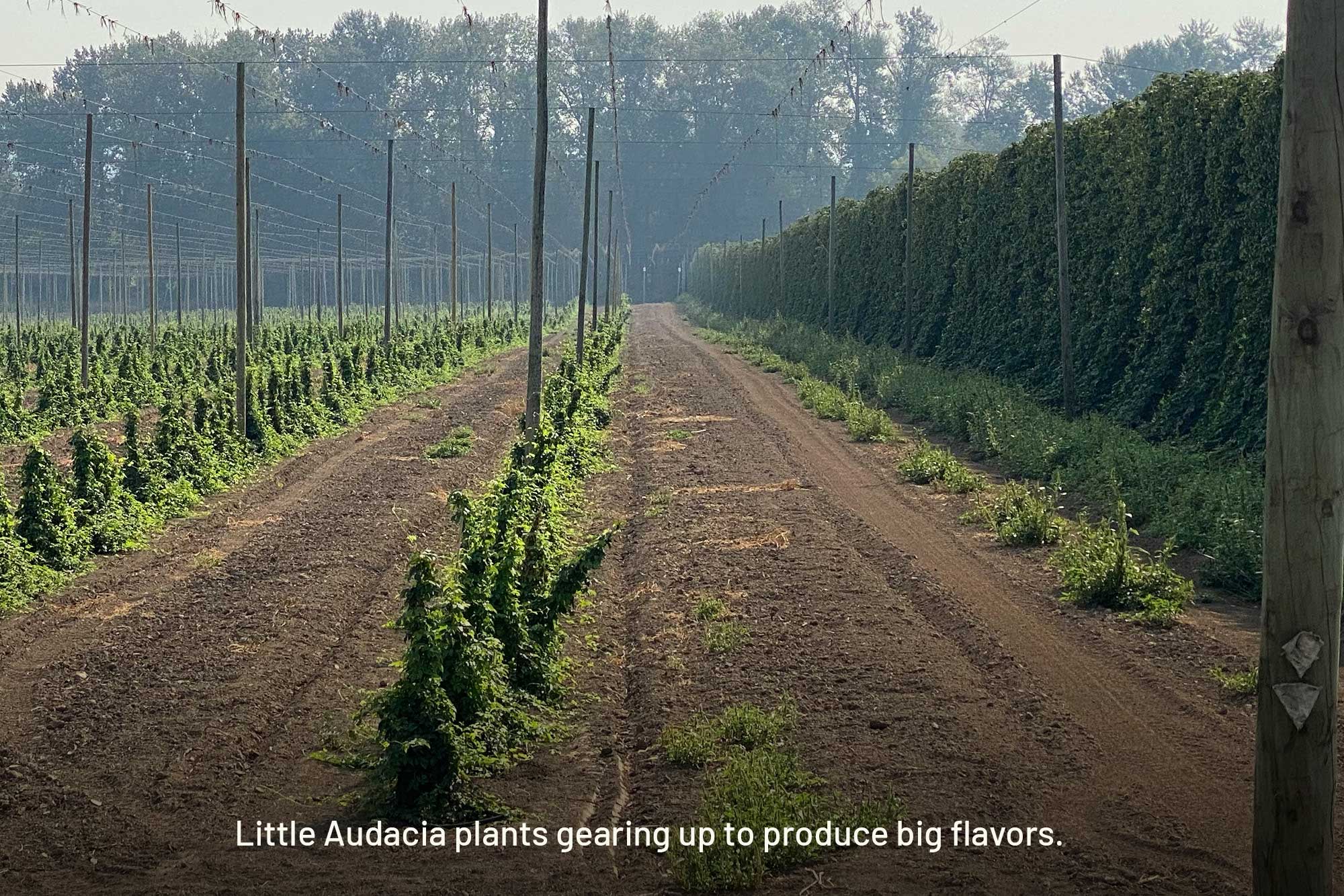 Low-Alpha Hops Are Primed to Light up Your IPA