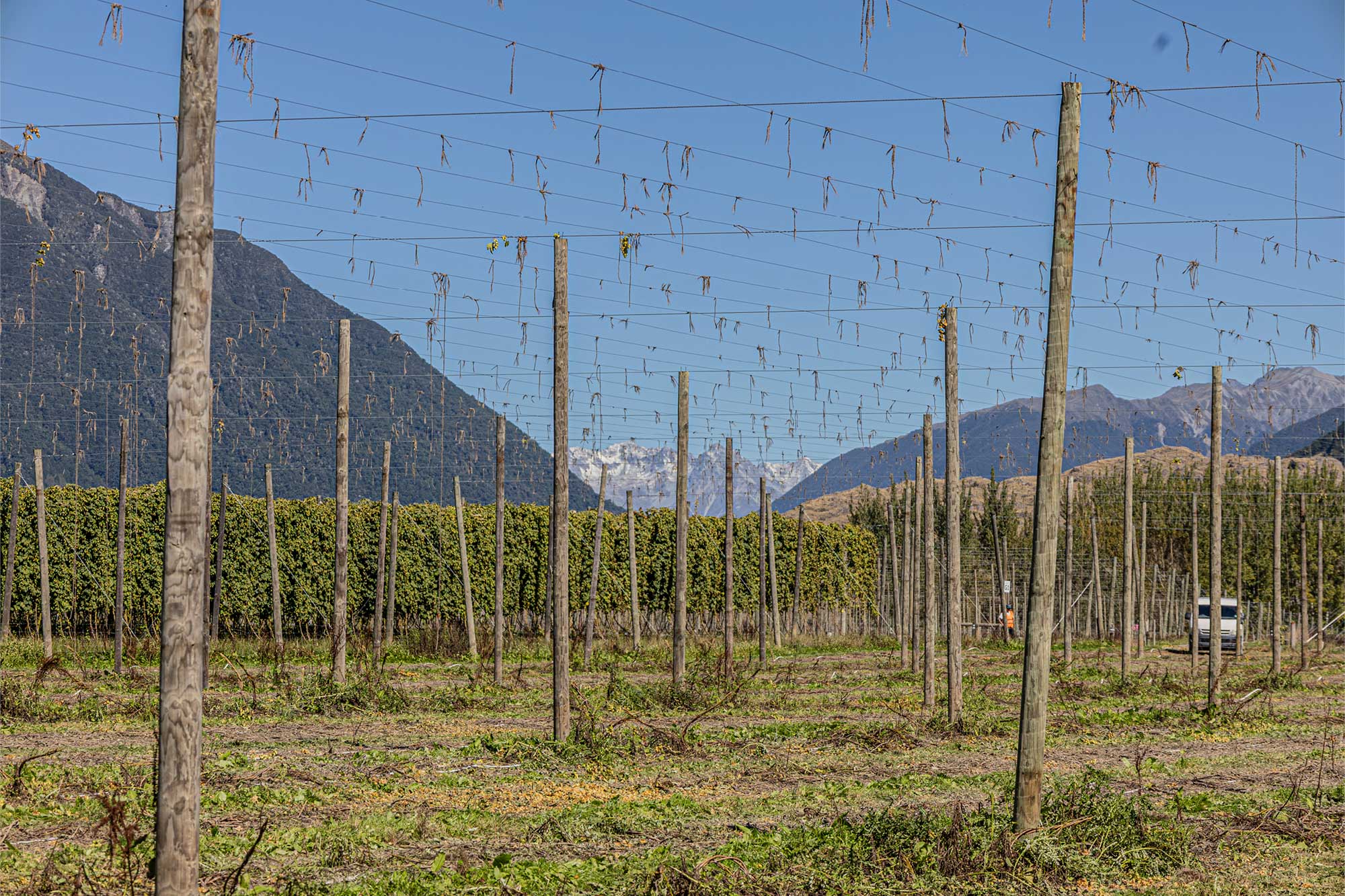 A Brewer’s Guide to New Zealand Hops