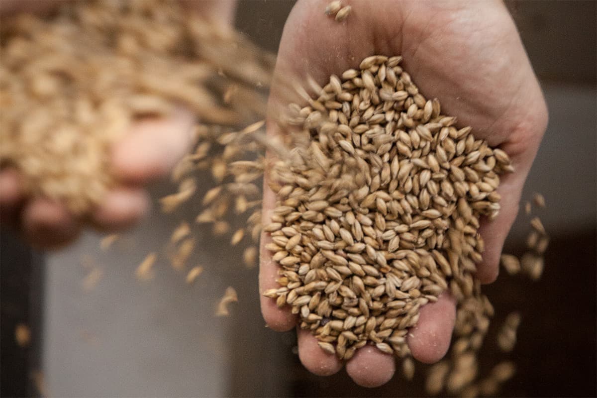 Brewing with the Farmer’s Malt