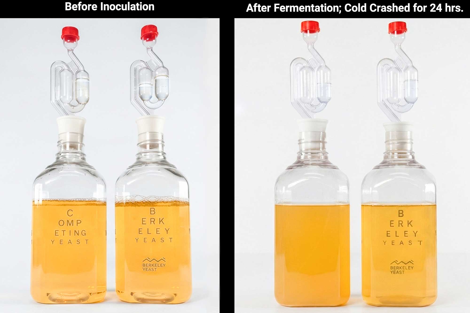 Comparing Maltose-Negative Yeast Strains for Making Nonalcoholic Beer