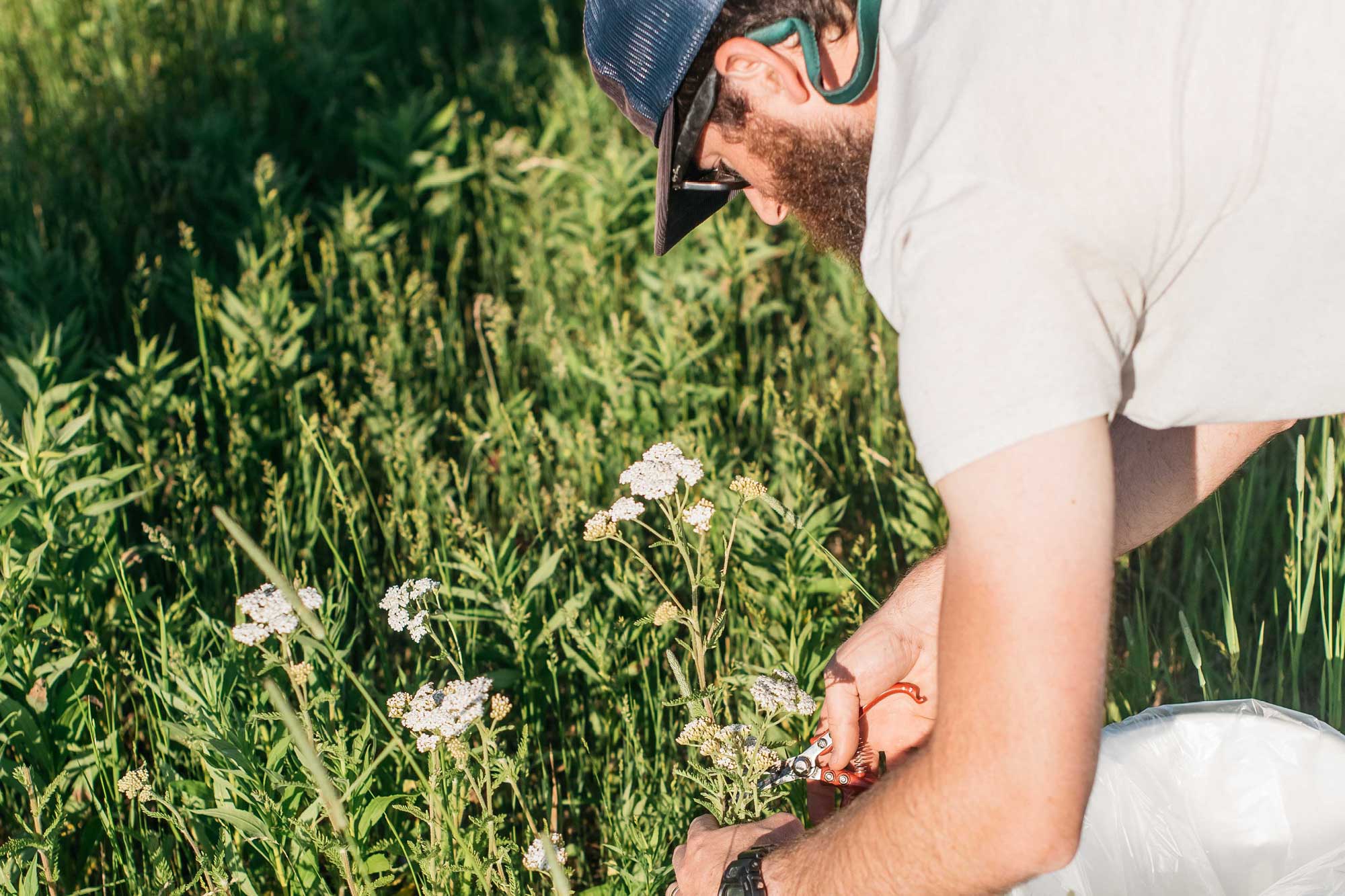 Special Ingredient: Brewing with Foraged Yarrow